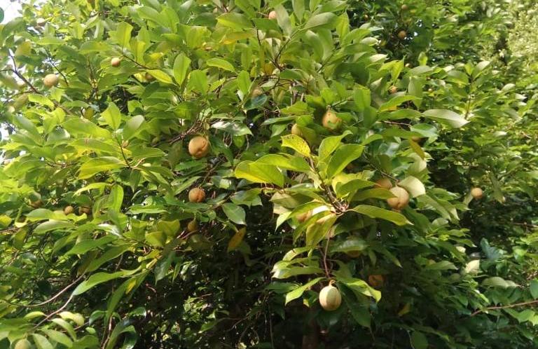 Gampong Lhok Bengkuang memiliki keunggulan di bidang pertanian, khususnya pada buah palanya .